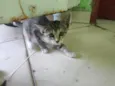 gatos
