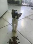 gatos