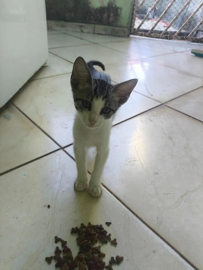 Gato raça SRD-ViraLata idade 2 a 6 meses nome gatos