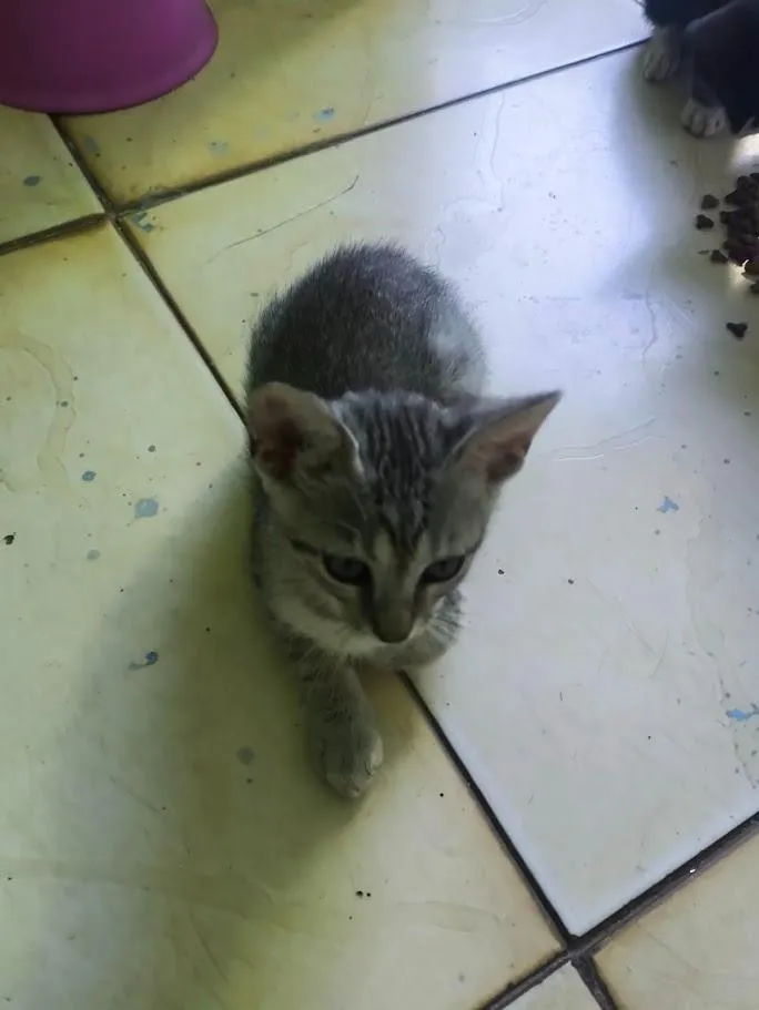 Gato raça SRD-ViraLata idade 2 a 6 meses nome gatos