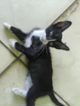 gatos