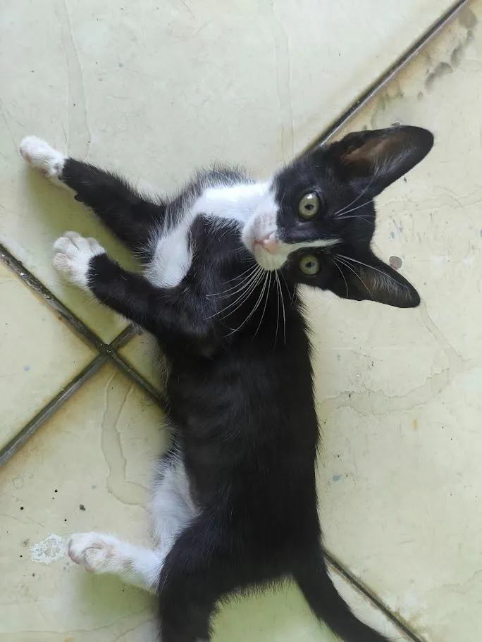 Gato raça SRD-ViraLata idade 2 a 6 meses nome gatos