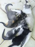 gatos