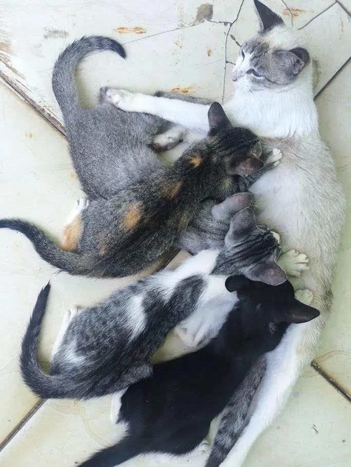 Gato raça SRD-ViraLata idade 2 a 6 meses nome gatos