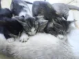 gatos