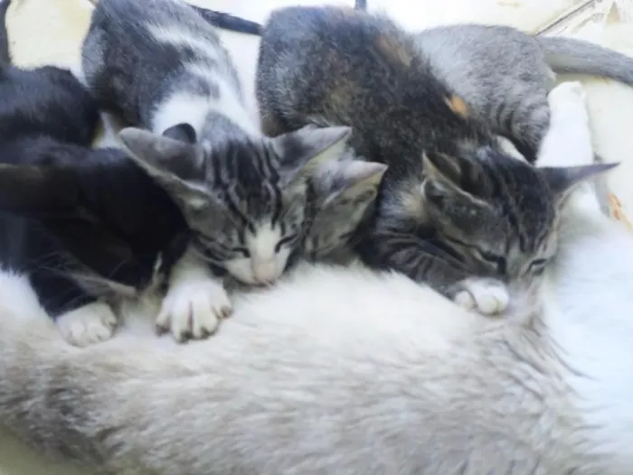 Gato raça SRD-ViraLata idade 2 a 6 meses nome gatos