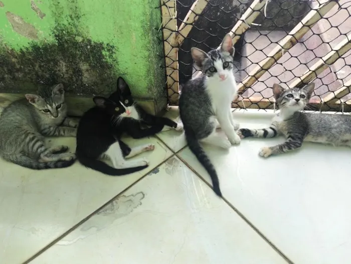 Gato raça SRD-ViraLata idade 2 a 6 meses nome gatos