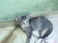 gatos