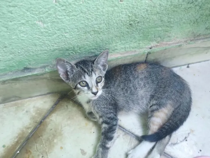 Gato raça SRD-ViraLata idade 2 a 6 meses nome gatos