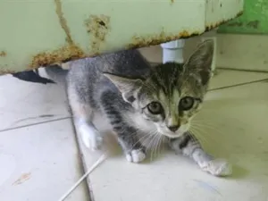 Gato raça SRD-ViraLata idade 2 a 6 meses nome gatos