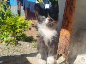 Gato raça SRD-ViraLata idade 2 a 6 meses nome Filhote fêmea, filhote macho