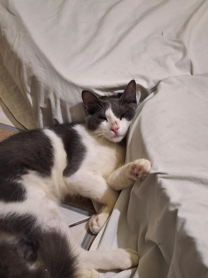 Gato raça SRD-ViraLata idade 2 a 6 meses nome luck