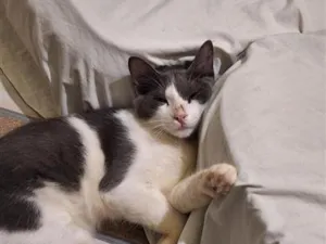 Gato raça SRD-ViraLata idade 2 a 6 meses nome luck
