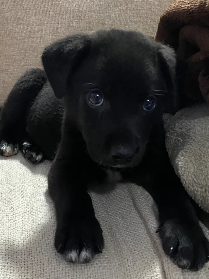Cachorro raça SRD-ViraLata idade 2 a 6 meses nome Sem nome 