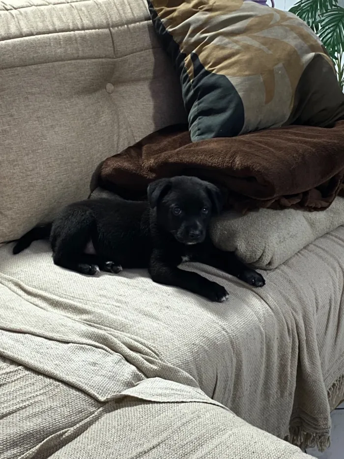 Cachorro raça SRD-ViraLata idade 2 a 6 meses nome Sem nome 
