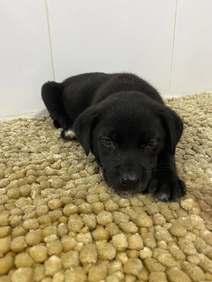Cachorro raça SRD-ViraLata idade 2 a 6 meses nome Sem nome 