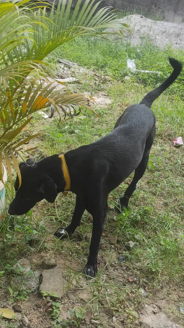 Cachorro raça Labrador idade 1 ano nome duque