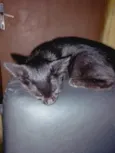 Maya