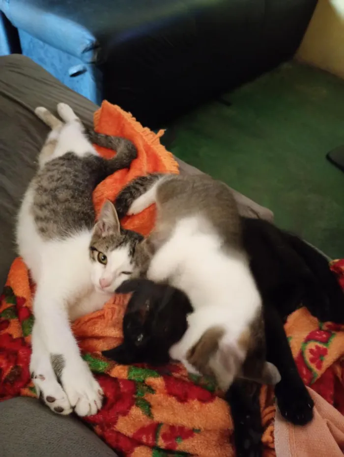 Gato raça SRD-ViraLata idade 2 a 6 meses nome Maya