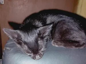 Gato raça SRD-ViraLata idade 2 a 6 meses nome Maya