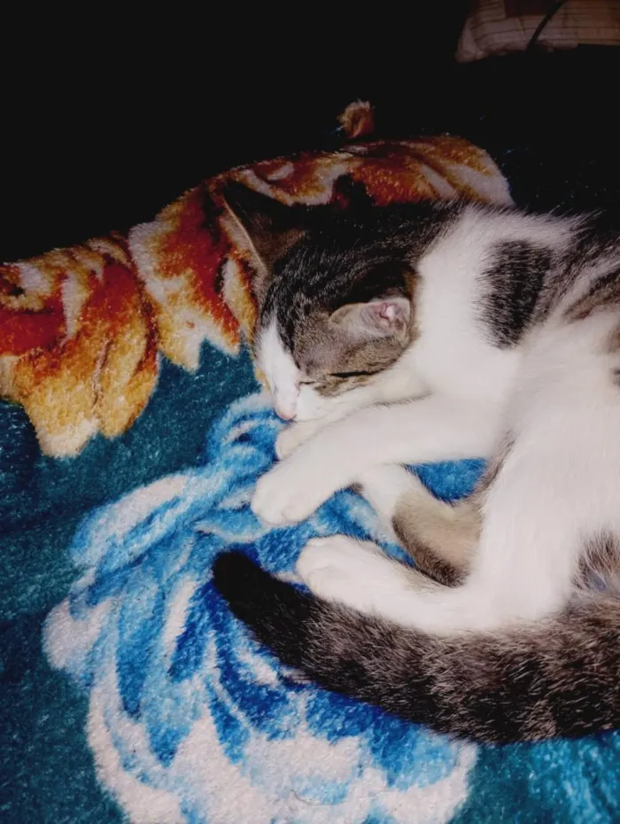 Gato raça SRD-ViraLata idade 2 a 6 meses nome Jade