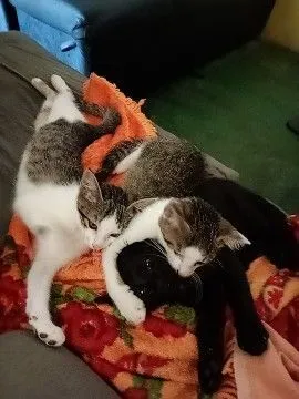 Gato raça SRD-ViraLata idade 2 a 6 meses nome Jade