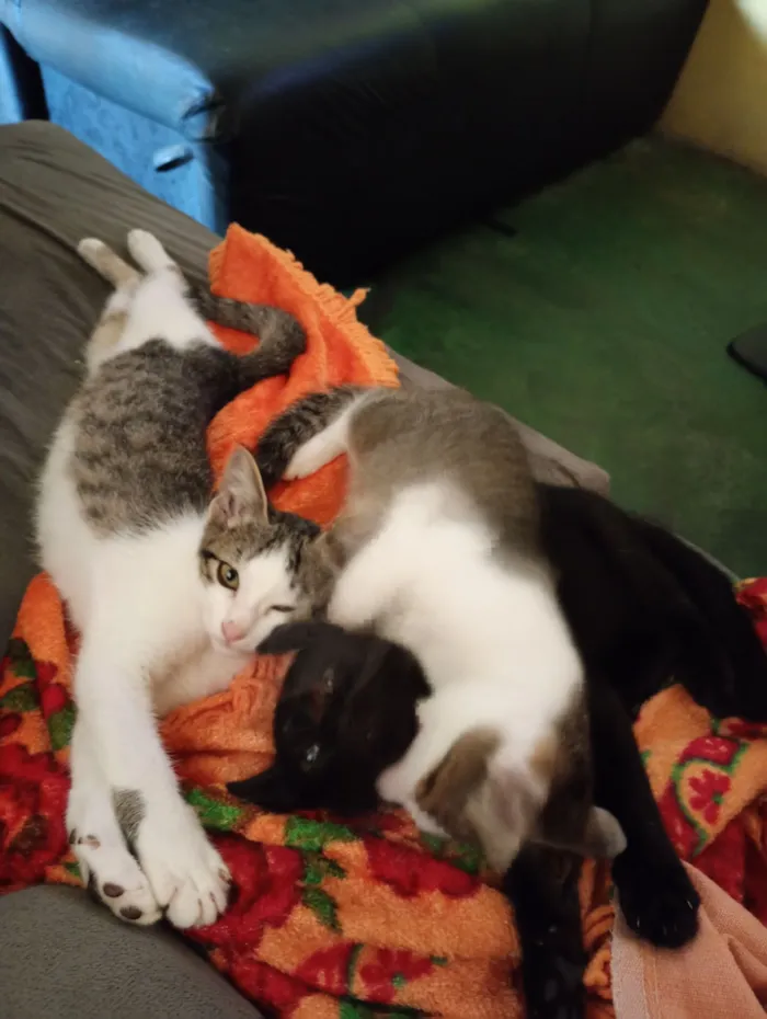Gato raça SRD-ViraLata idade 2 a 6 meses nome Jade