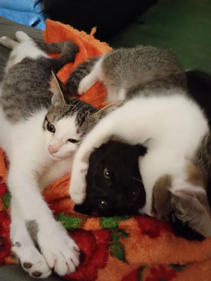 Gato raça SRD-ViraLata idade 2 a 6 meses nome Jade