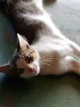 LILI