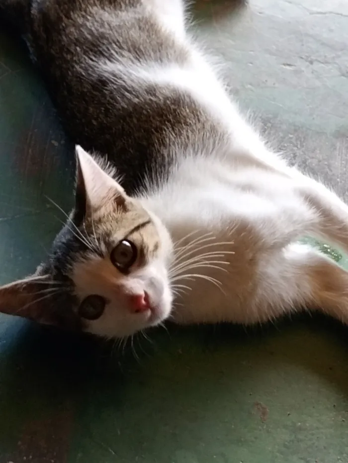 Gato raça SRD-ViraLata idade 2 a 6 meses nome LILI