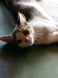 LILI