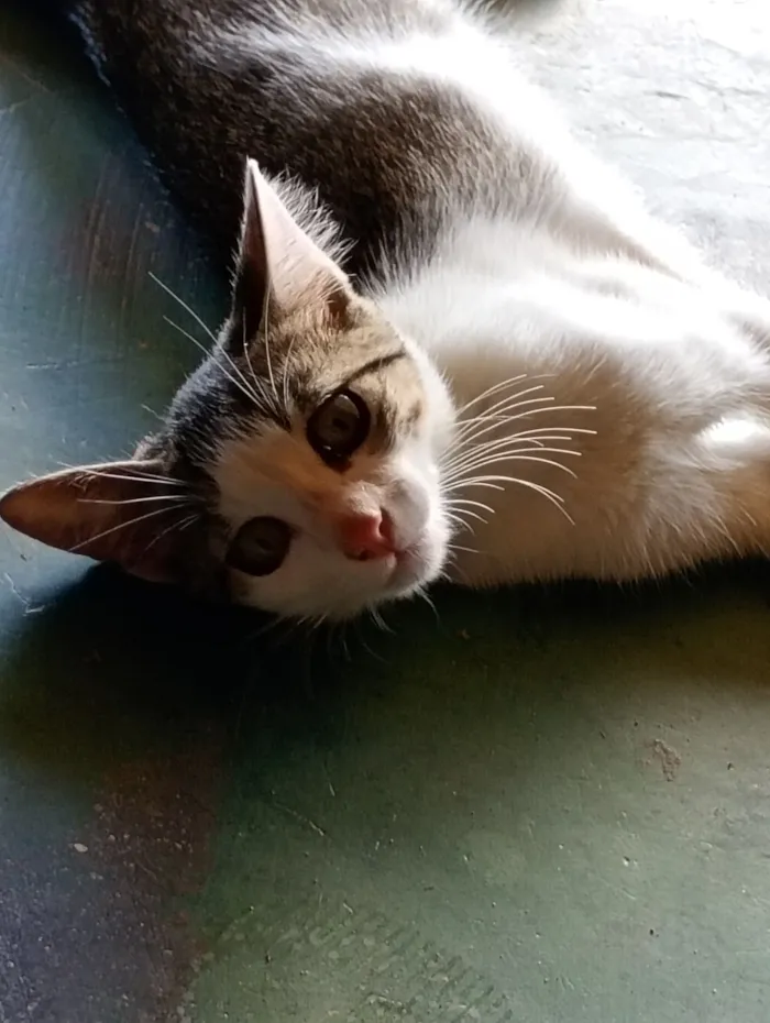 Gato raça SRD-ViraLata idade 2 a 6 meses nome LILI