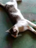 LILI