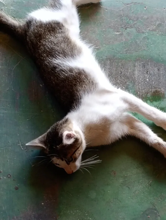 Gato raça SRD-ViraLata idade 2 a 6 meses nome LILI