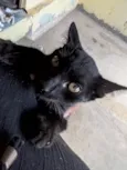 Maya