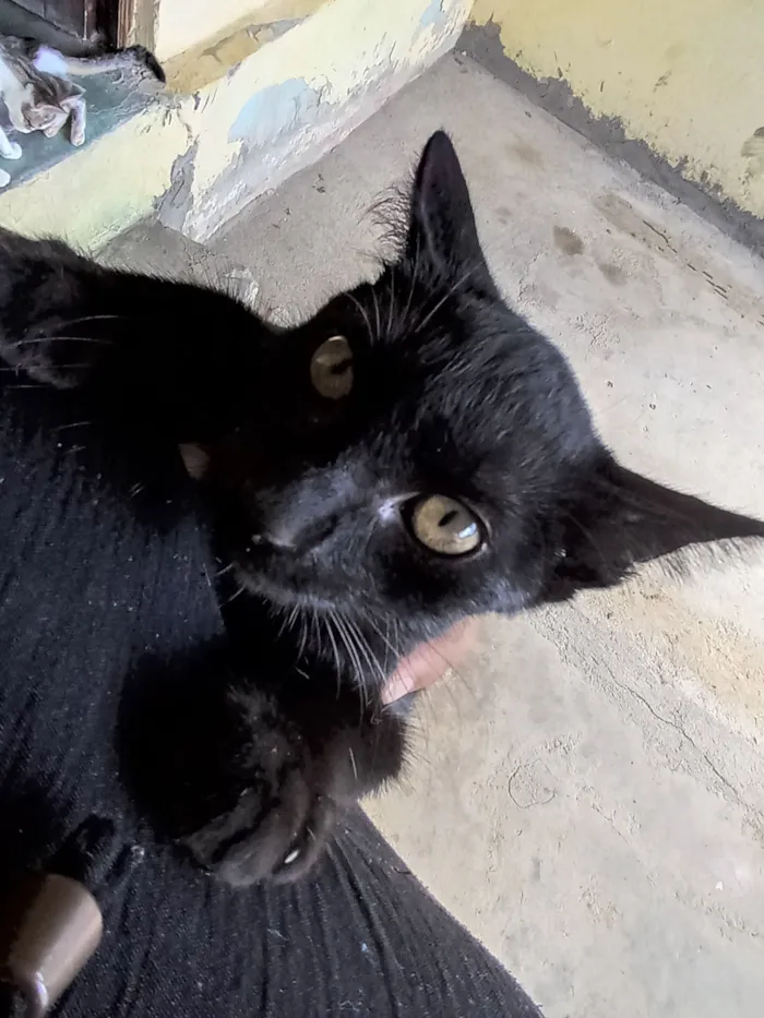 Gato raça SRD-ViraLata idade 2 a 6 meses nome Maya