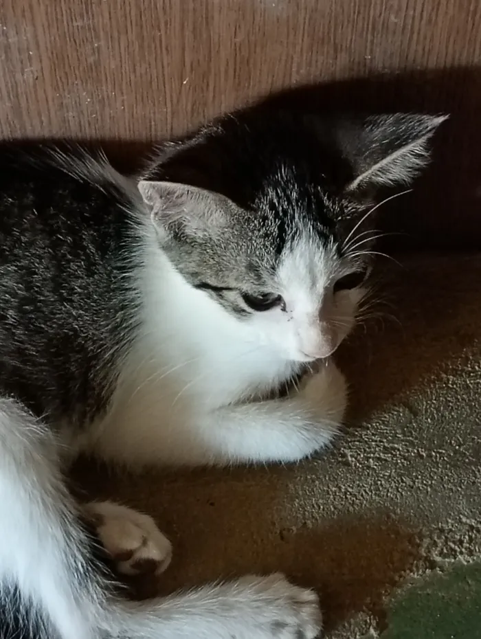Gato raça SRD-ViraLata idade 2 a 6 meses nome Jade