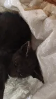 Gatinhos 