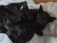 Gatinhos 