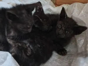 Gato raça SRD-ViraLata idade 2 a 6 meses nome Gatinhos 