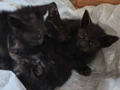Gato raça SRD-ViraLata idade 2 a 6 meses nome Gatinhos 