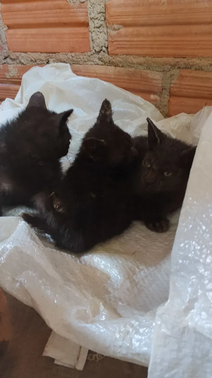 Gato raça SRD-ViraLata idade 2 a 6 meses nome Gatinhos 
