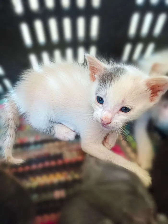 Gato raça SRD-ViraLata idade 2 a 6 meses nome Isabela