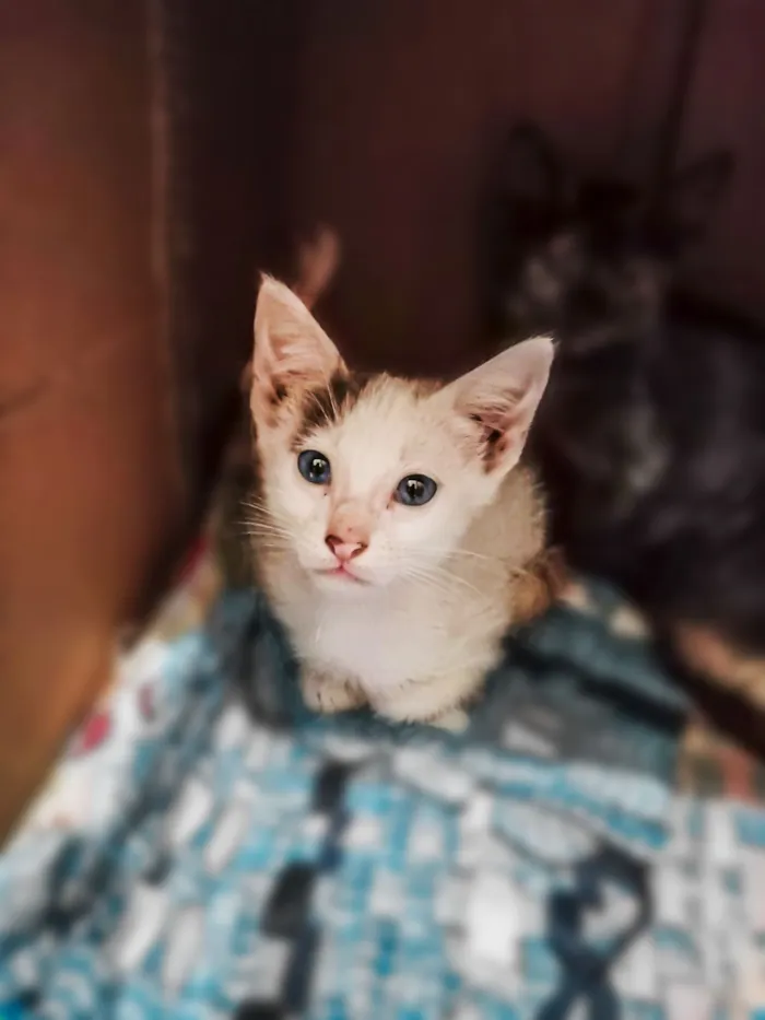 Gato raça SRD-ViraLata idade 2 a 6 meses nome Isabela