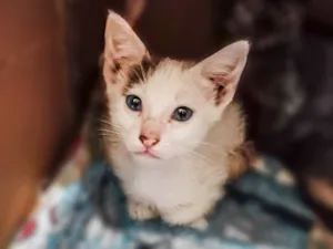 Gato raça SRD-ViraLata idade 2 a 6 meses nome Isabela