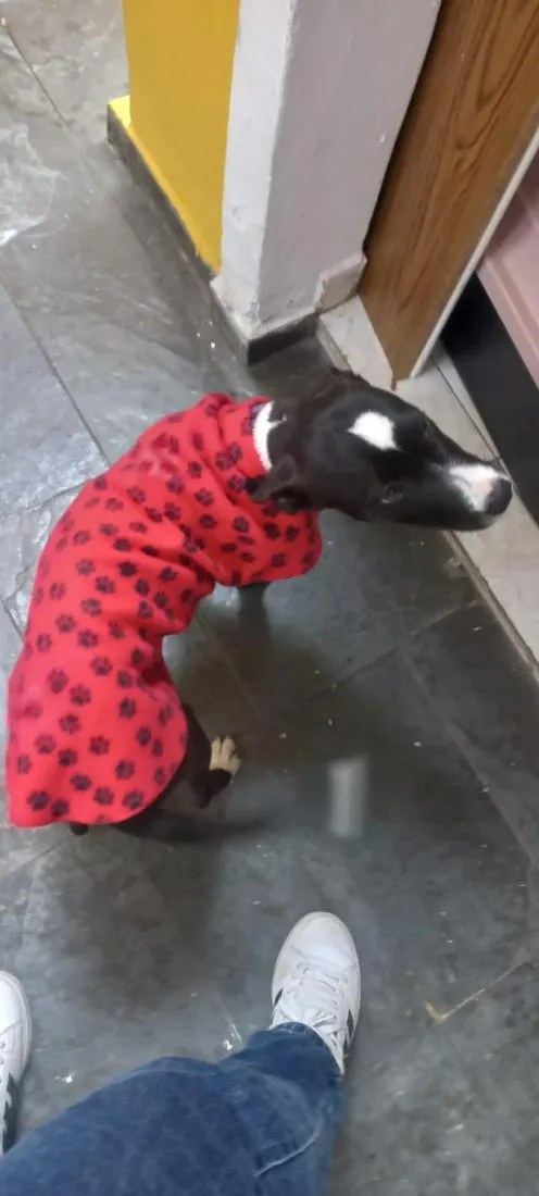 Cachorro raça SRD-ViraLata idade 2 a 6 meses nome Celi