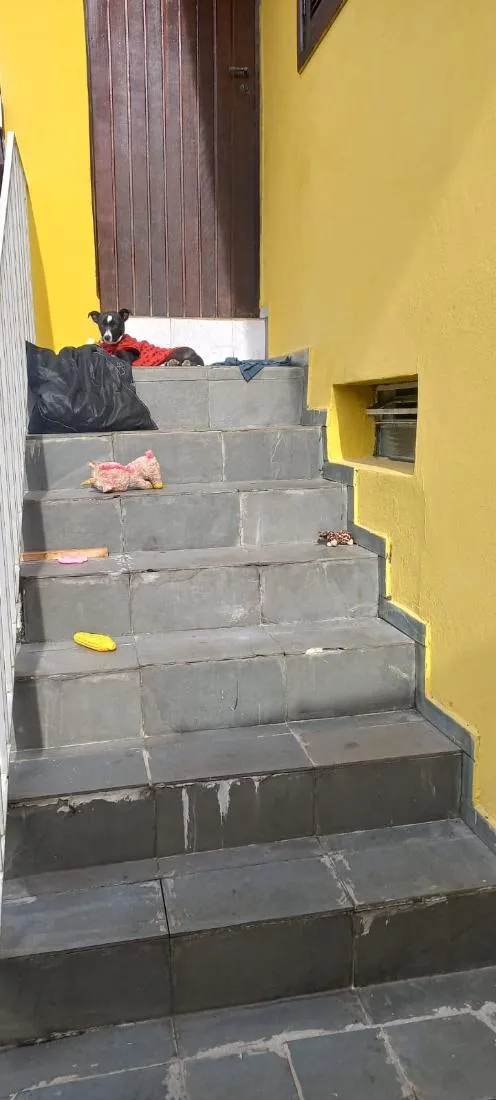 Cachorro raça SRD-ViraLata idade 2 a 6 meses nome Celi