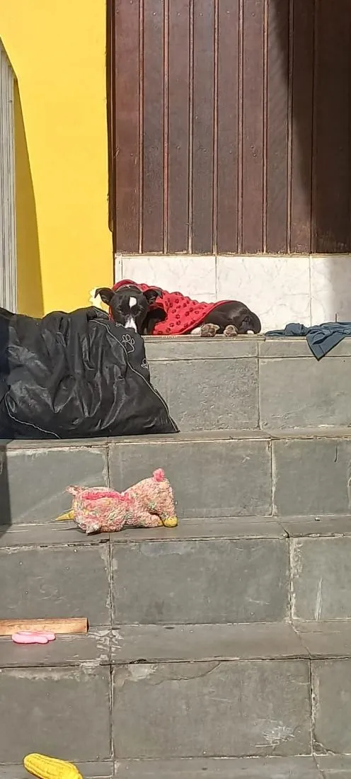 Cachorro raça SRD-ViraLata idade 2 a 6 meses nome Celi