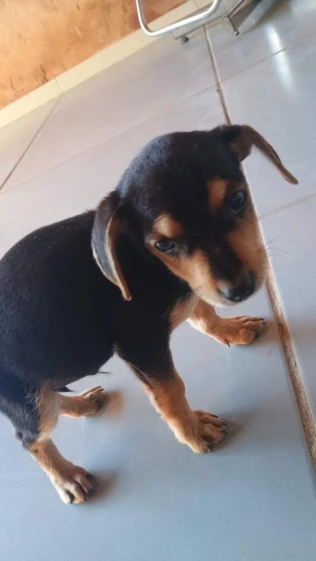 Cachorro raça SRD-ViraLata idade 2 a 6 meses nome Não tem nome 