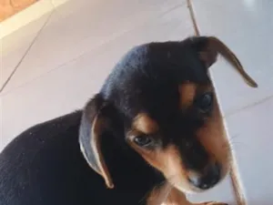 Cachorro raça SRD-ViraLata idade 2 a 6 meses nome Não tem nome 